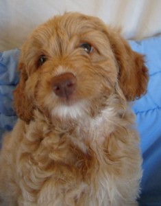 labradoodle